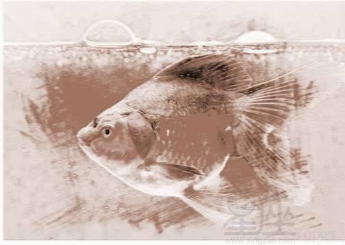 孕婦夢到小魚死了 孕婦夢到小魚死了寓意