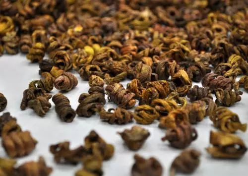 鐵皮石斛哪里有賣呢？鐵皮石斛多少錢一兩可以買到？