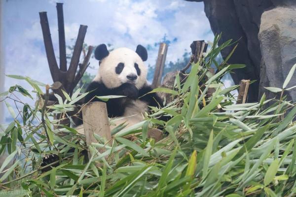 福寶當姐姐了后，變得懂事了，竟然主動為媽媽剝了好幾天的筍