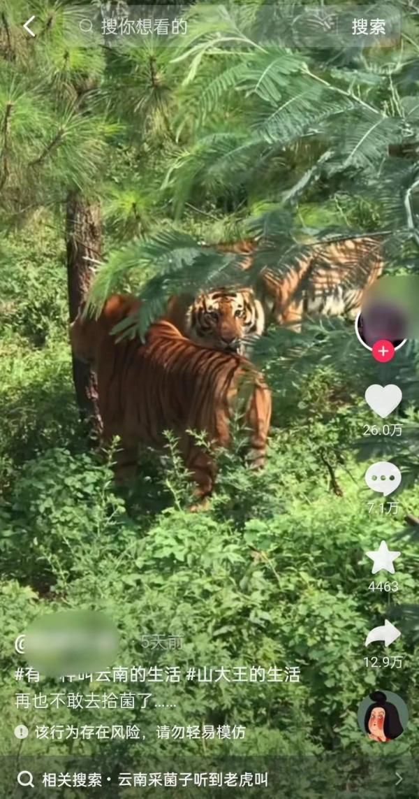 云南警方辟謠“上山撿菌遇老虎”：男子在動物園拍攝，行拘5日