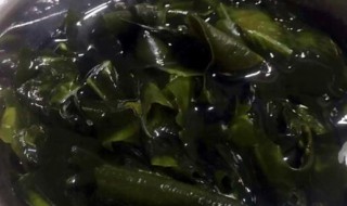 裙帶菜泡發多了能第二天吃嗎 裙帶菜泡發多了能不能第二天吃