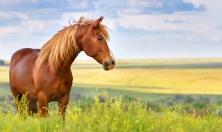 2022丙午馬的財運 2022丙午馬的財運如何