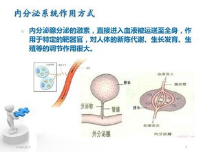 內分泌系統 