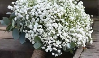 屬鼠適合養什么花屬鼠適合養什么花財運好