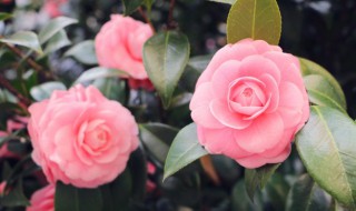 盆栽綠植廢棄物屬于什么垃圾 盆栽綠植廢棄物所屬垃圾
