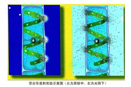 陽性對照和陰性對照和實驗組的意思 陽性對照和陰性對照和實驗組是什么