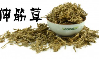 伸筋藤與伸筋草的區別 伸筋藤與伸筋草的區別是什么
