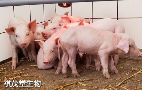 豬走怎么做 
