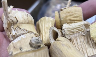 蘆根什么時候挖最好 蘆根哪個時候挖最好