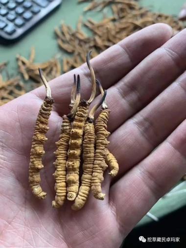 冬蟲夏草每天的食用量多少？一天吃幾根、幾克，幾天吃一次最好。