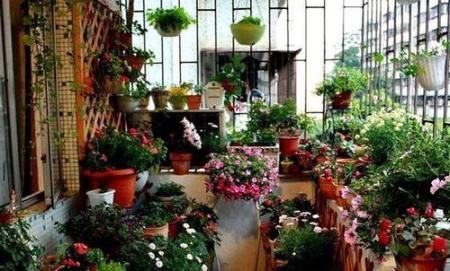 客廳養什么花好 客廳可以養哪些花卉