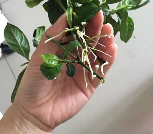 如何修剪枝枝花 怎么修剪枝枝花