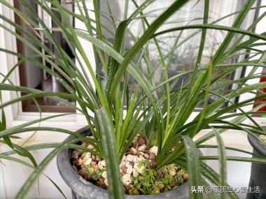 夏日高溫期 蘭花管理 之 預防病蟲害篇