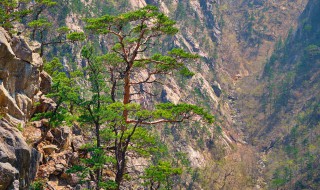 泰山有哪些著名景點 泰山有哪些著名景點圖片