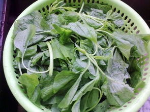 土莧菜怎么做