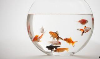 如何挑選泰金羅漢魚苗，泰國金花羅漢魚苗多大起色