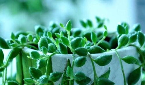 多肉植物情人淚怎么養 多肉植物情人淚的養殖方法