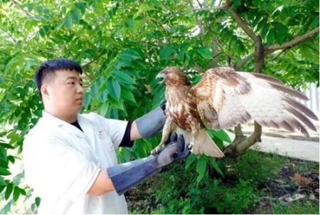 鷂子是國家保護動物嗎