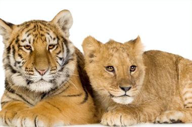 虎和獅子誰是百獸之王?老虎(獅子為草原霸主)