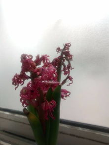 花快枯萎了怎么救活 花快枯萎了救活方法
