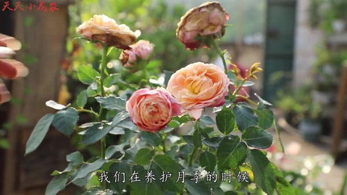 月季可以水養嗎 月季能水養嗎