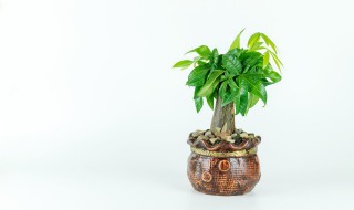 屬鼠家里放什么植物好 屬鼠家擺放啥綠植好