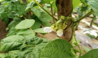 白蕓豆種植時間和方法 白蕓豆怎么種植