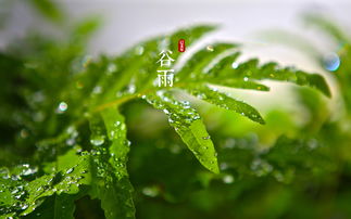谷雨會下雨嗎 谷雨節氣能不能下雨