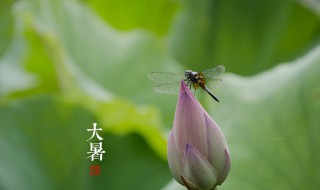 大暑養生的禁忌有什么 大暑養生有哪些禁忌