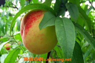 桃子如何保存好 桃子的保存方法