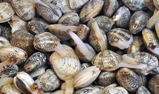 花甲的養殖方法 花甲如何養殖