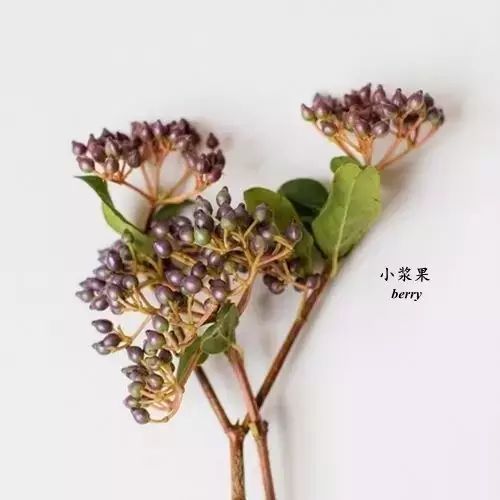 種花用英語怎么說 種花用英語如何說