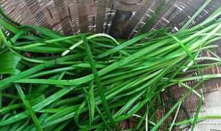 貼三伏貼可以吃韭菜嗎 貼三伏貼可不可以吃韭菜