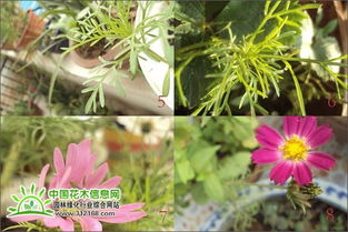 波斯菊的種植方法