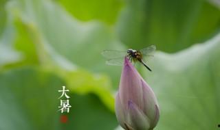 大暑氣候特點 大暑氣候有什么特點