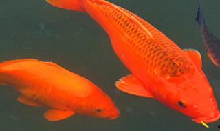 夢見紅鯉魚什么意思 夢見紅鯉魚什么寓意