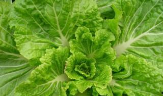 最甜的白菜品種 這種品種市場價竟然要20塊錢一斤