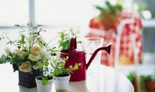 夏天室內應該養什么花 夏天室內應該養的花