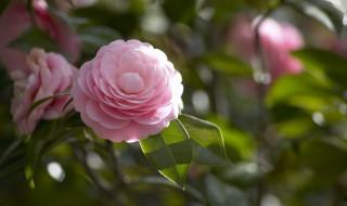 家里養花的注意事項 家里養花有什么講究