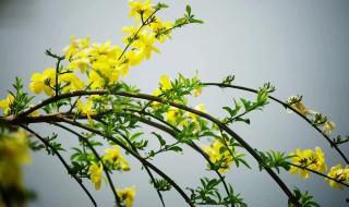 迎春花的花語 迎春花的象征了什么