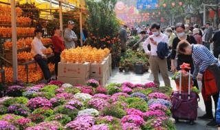 迎春花怕凍嗎 迎春花是否會怕凍