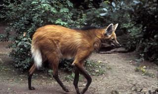 什么是一條腿的動物 具體什么是一條腿的動物