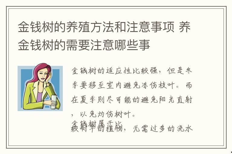金錢樹的養殖方法和注意事項 養金錢樹的需要注意哪些事