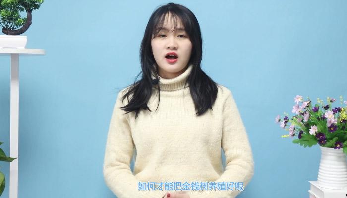 金錢樹的養殖方法和注意事項 養金錢樹的需要注意哪些事