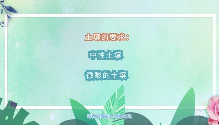 金錢樹的養殖方法和注意事項 養金錢樹的需要注意哪些事