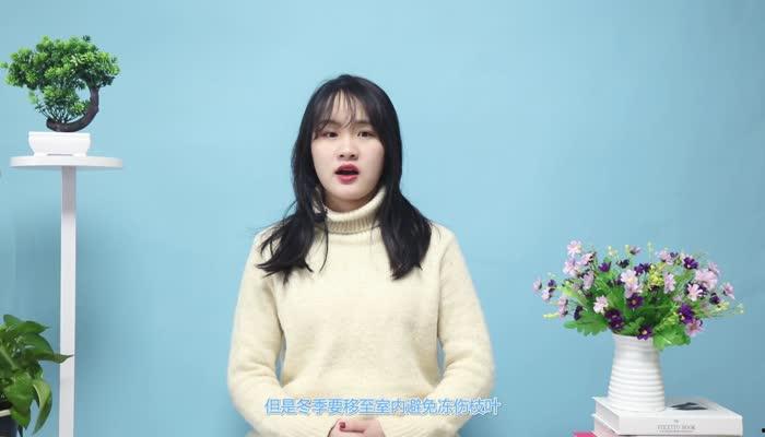 金錢樹的養殖方法和注意事項 養金錢樹的需要注意哪些事
