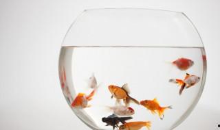 家中飼養金魚有什么好處呢 家中飼養金魚有什么優點