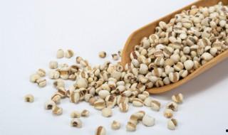 薏米是淀粉類食物嗎 薏米是不是淀粉類食物