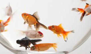 珊瑚骨適合養什么魚放，熱帶魚適合放珊瑚骨嗎