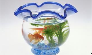 家用魚缸什么材質的好，養魚什么材質的魚缸好